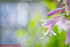 庭の花