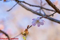 ジュウガツザクラ