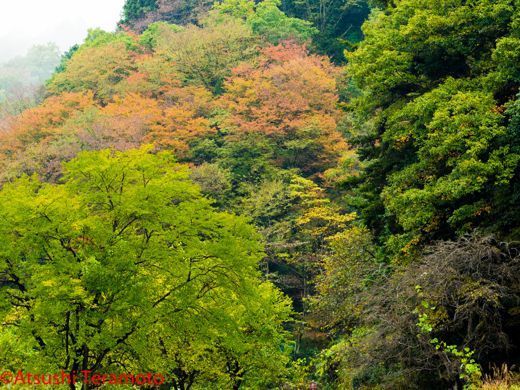 里山の紅葉