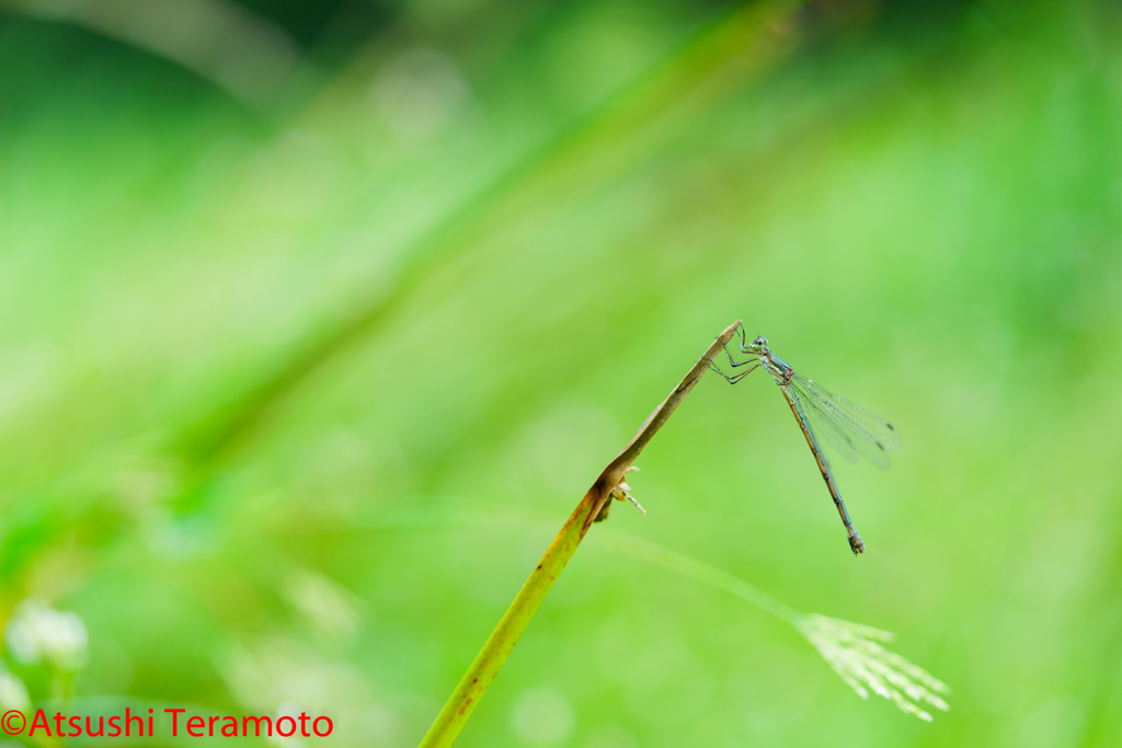 ♀