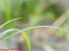 ♂