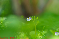 庭の小さな花