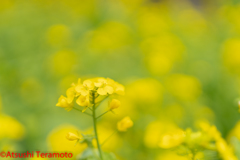 アブラナ（ナノハナ）