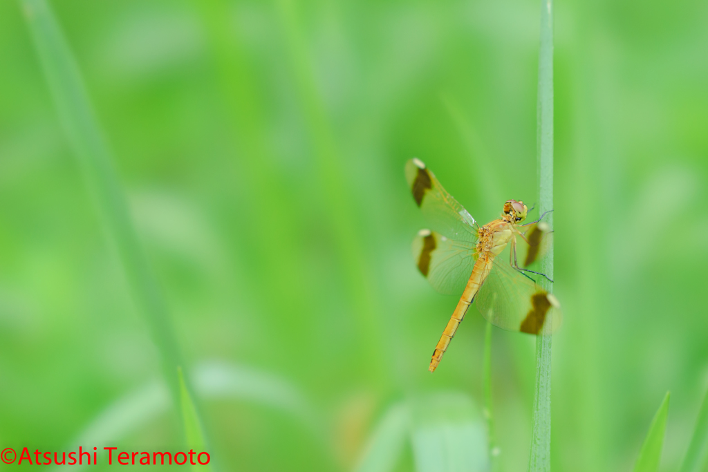 ミヤマアカネ♀