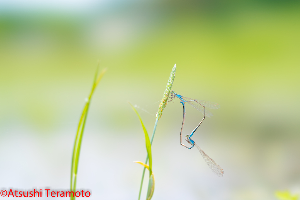 ホソミイトトンボ越冬型交尾態