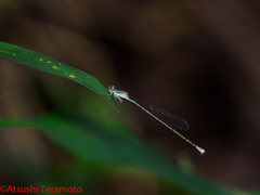 越冬型♀