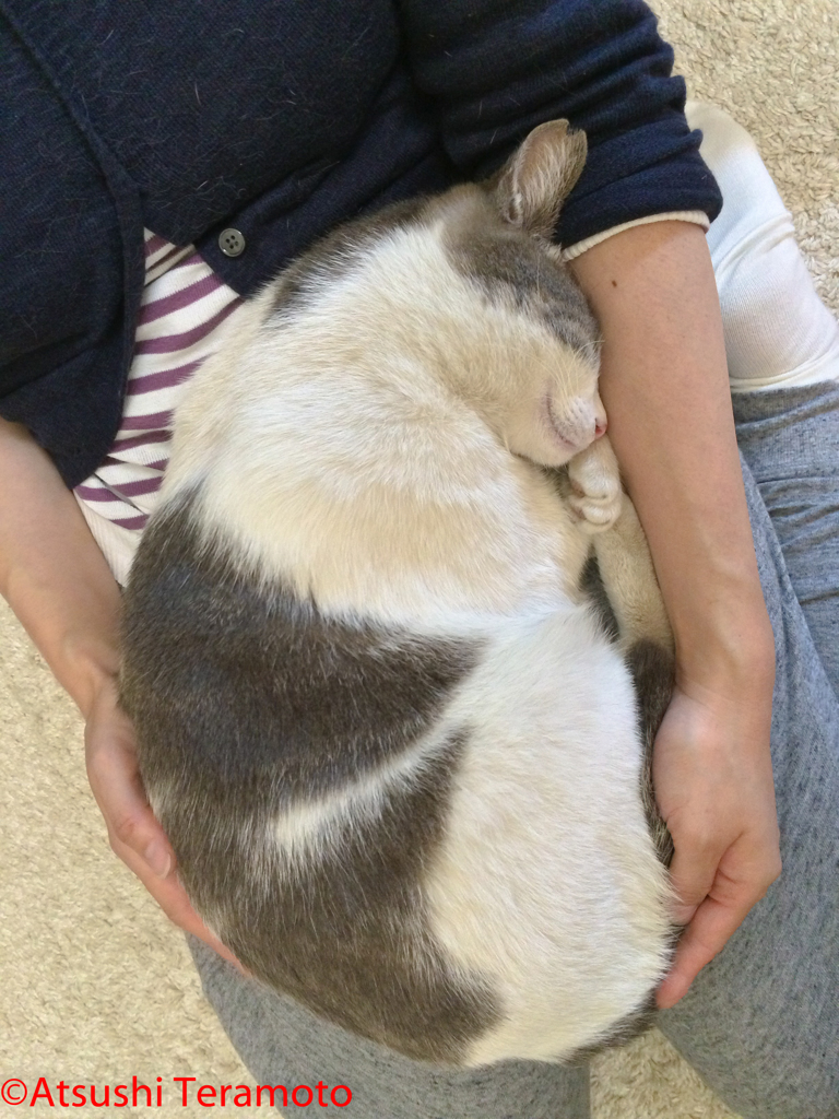 ネコ吉