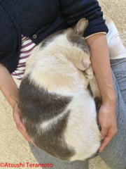 ネコ吉