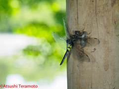 コシアキトンボ♀羽化