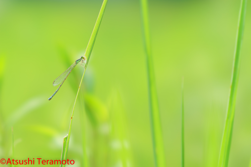 ホソミイトトンボ夏型♀