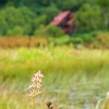 山野草と旧栂池ヒュッテ