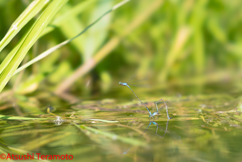 ホソミイトトンボ越冬型連結産卵