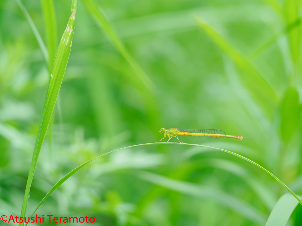 キイトトンボ♀