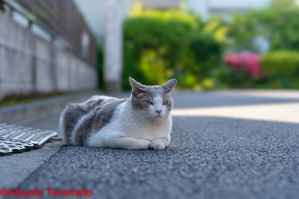 ネコ吉