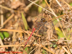 アキアカネ♂