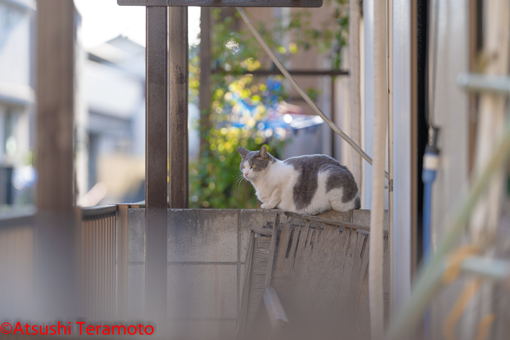 ネコ吉