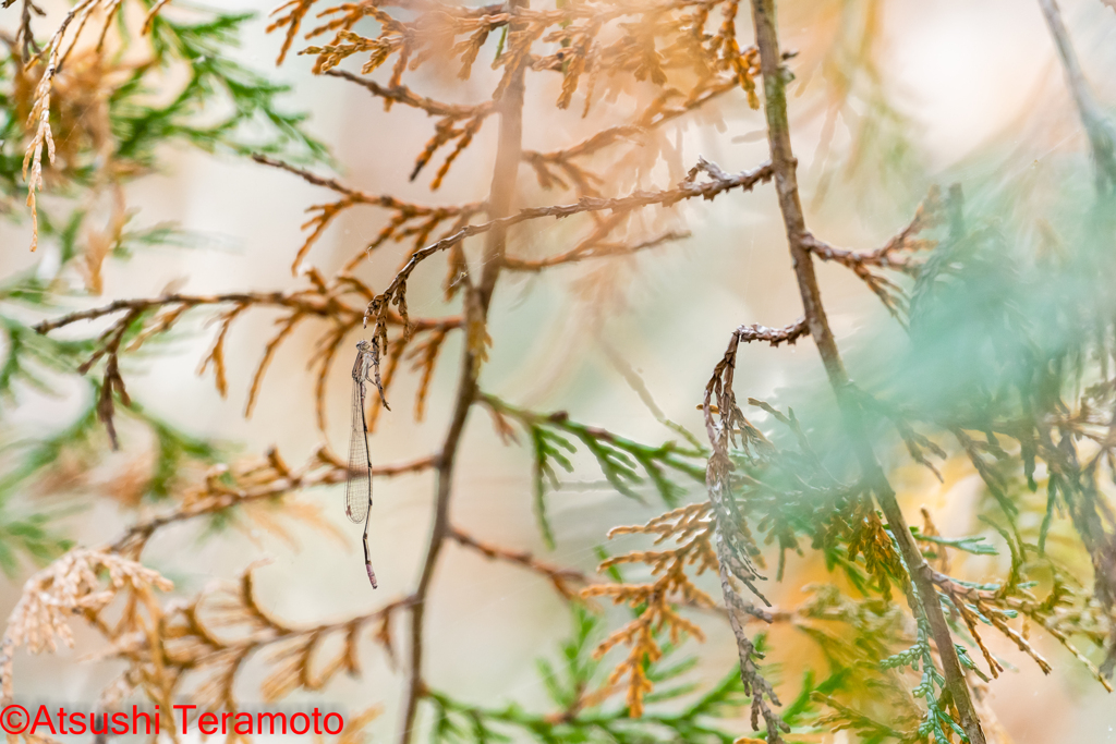 ホソミイトトンボ越冬型♂