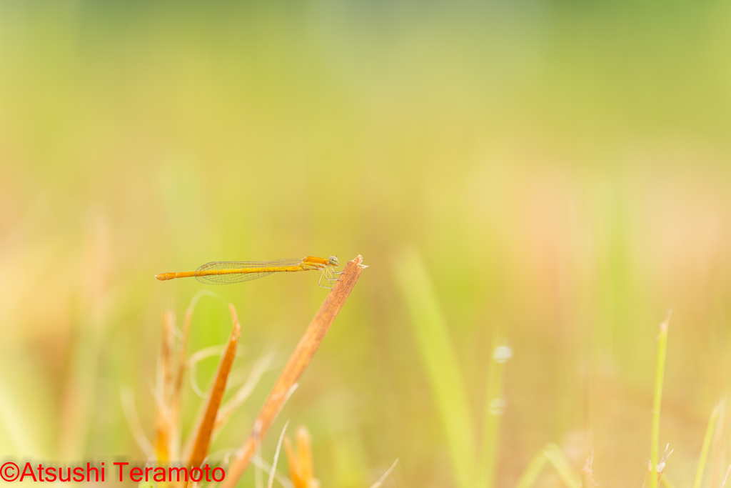 モートンイトトンボ♀（未成熟個体）