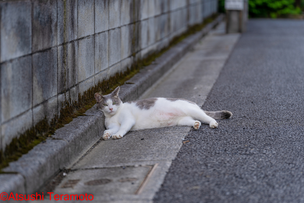ネコ吉