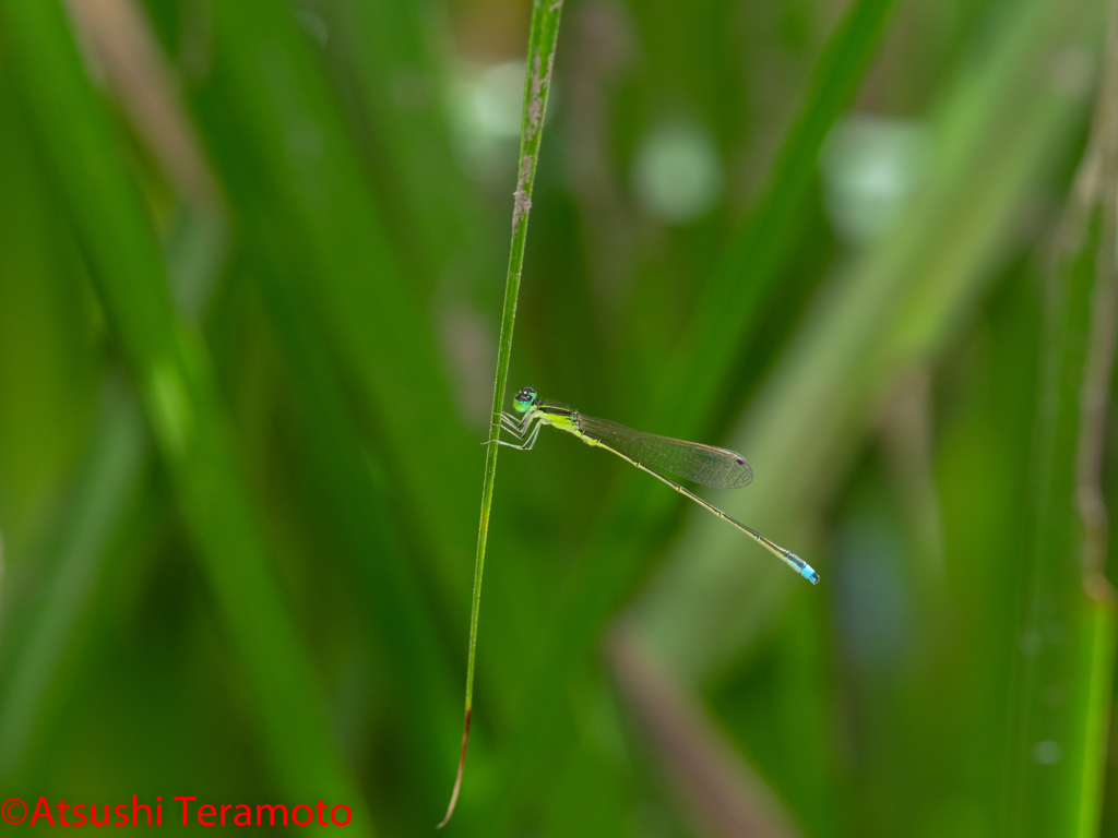 アジアイトトンボ♂