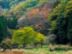 里山の紅葉