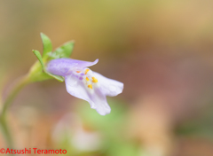 小さな花