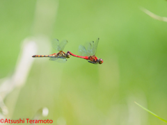 ナツアカネ連結飛翔