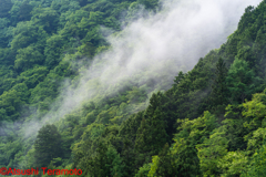 湧き上がる霧