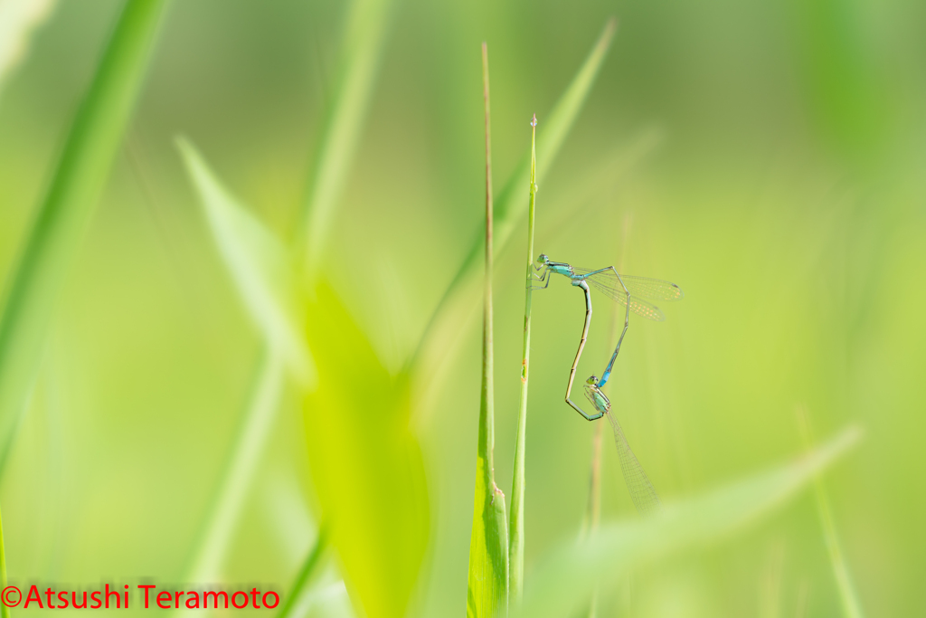ホソミイトトンボ夏型交尾態