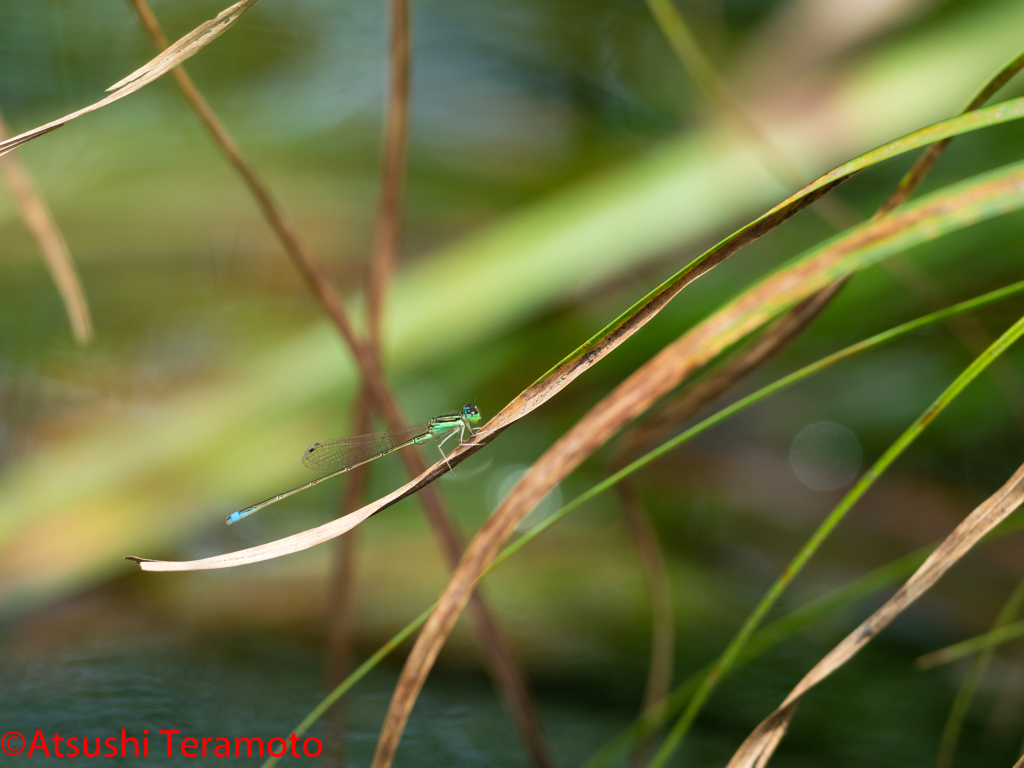 アジアイトトンボ♂
