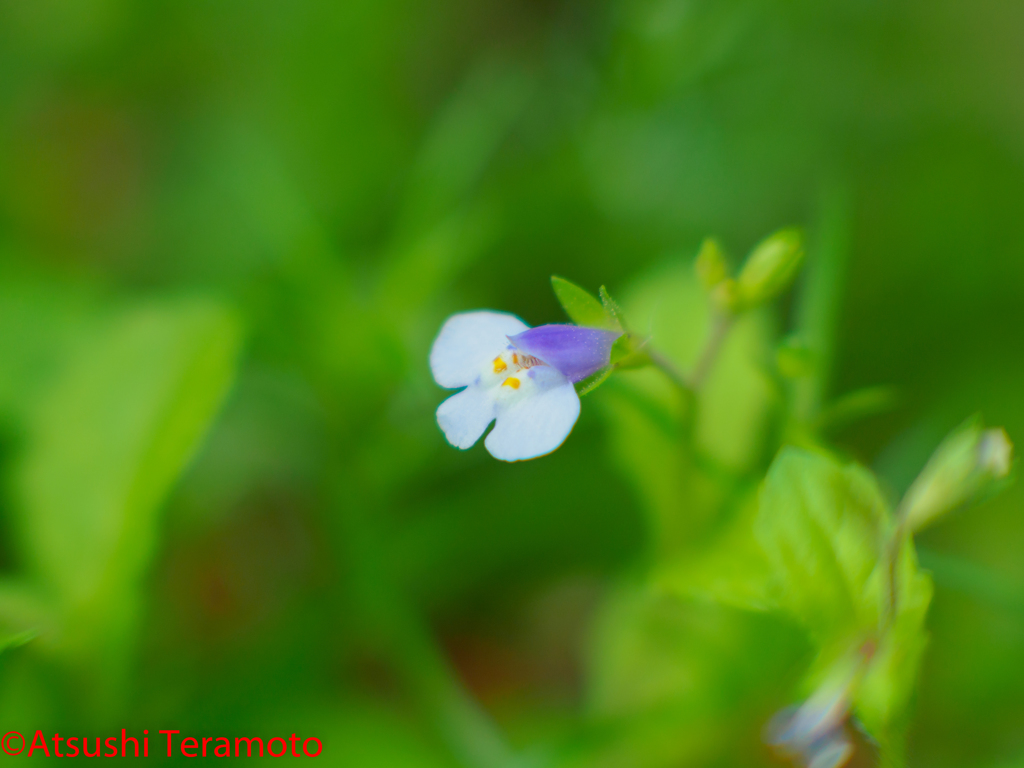 庭の小さな花