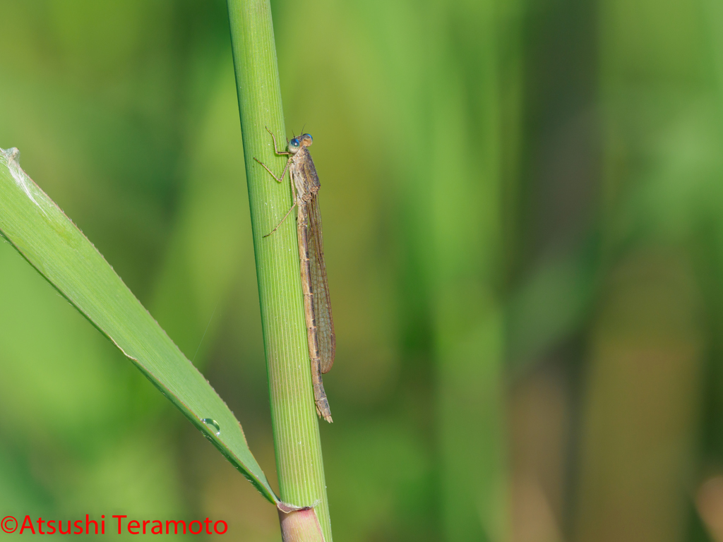 オツネントンボ♀