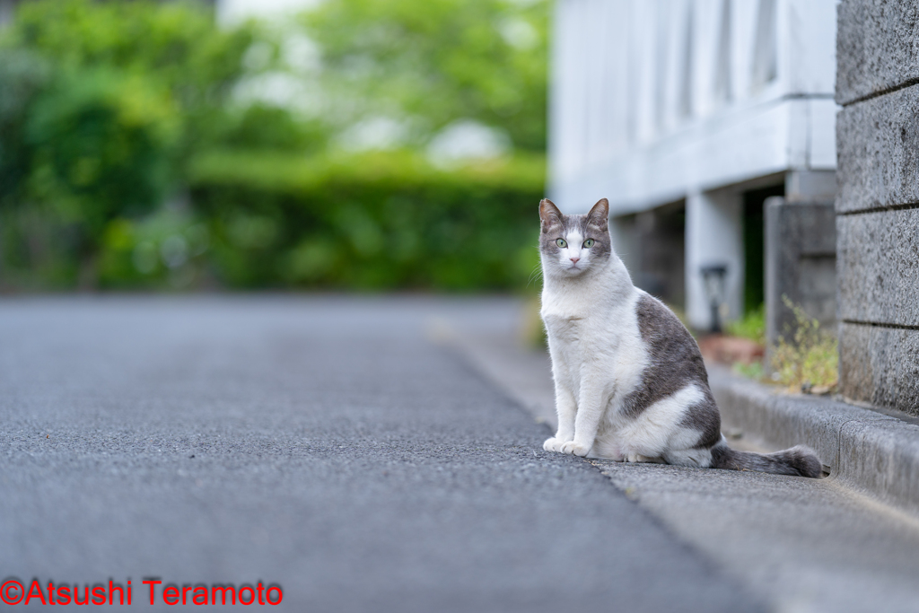 ネコ吉