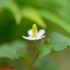 何かと嫌われますが、花はキレイです