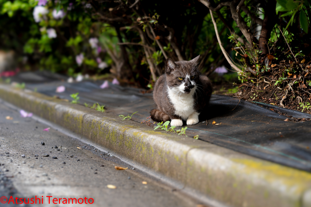 黒い地域猫