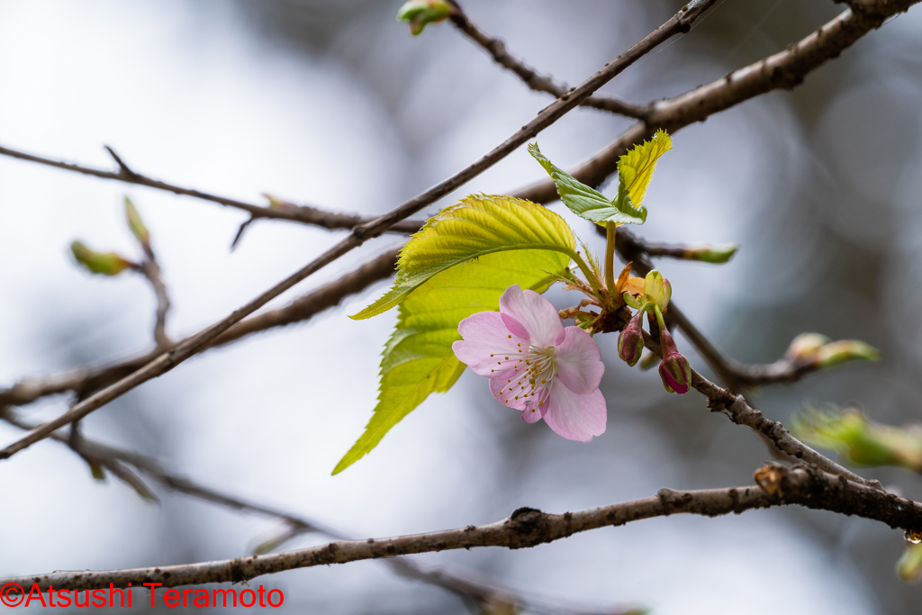 もう開花・・・