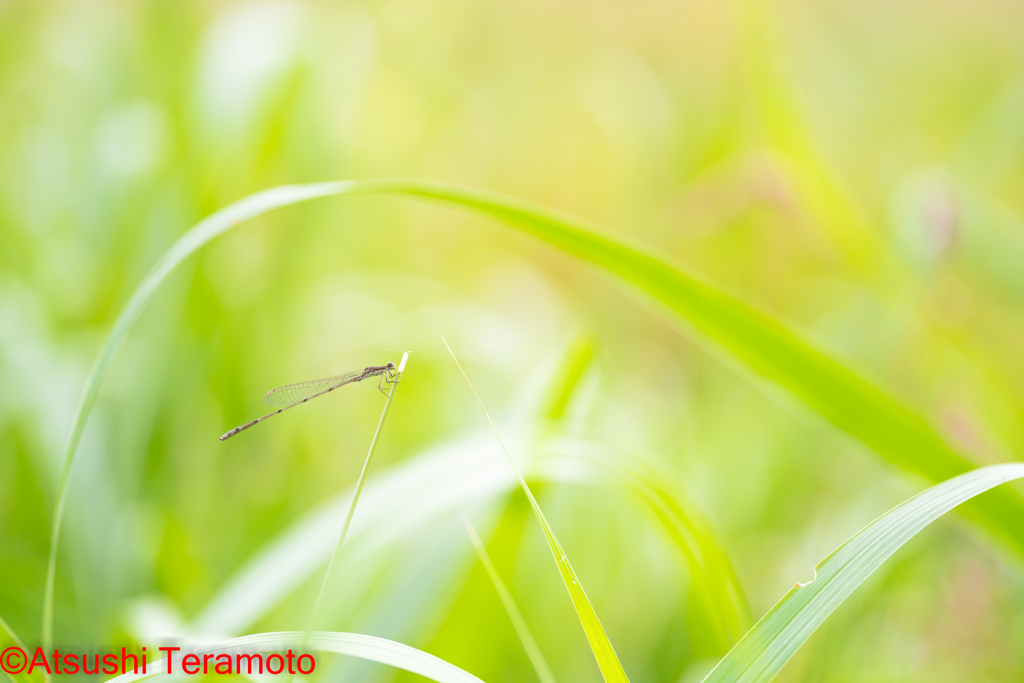 ホソミイトトンボ越冬型♂
