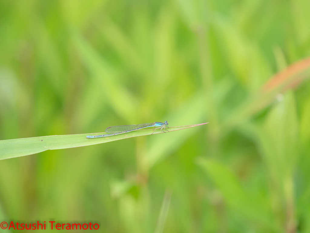 ホソミイトトンボ越冬型♀