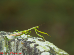 オオカマキリ♀①