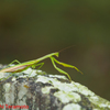 オオカマキリ♀①