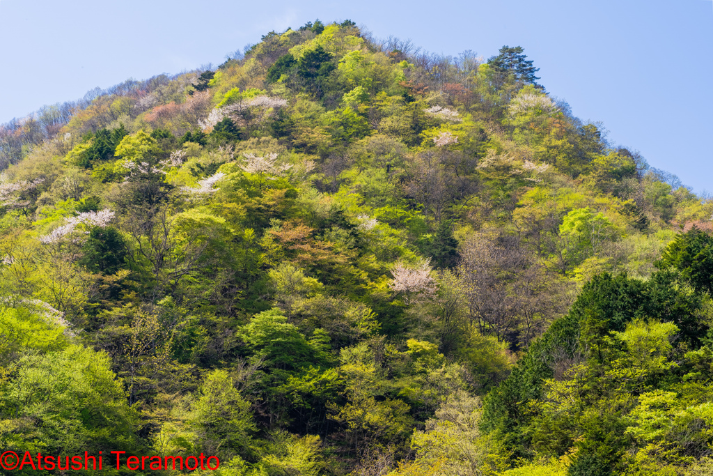 山のサクラ