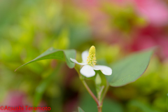 何かと嫌われますが、花はキレイです