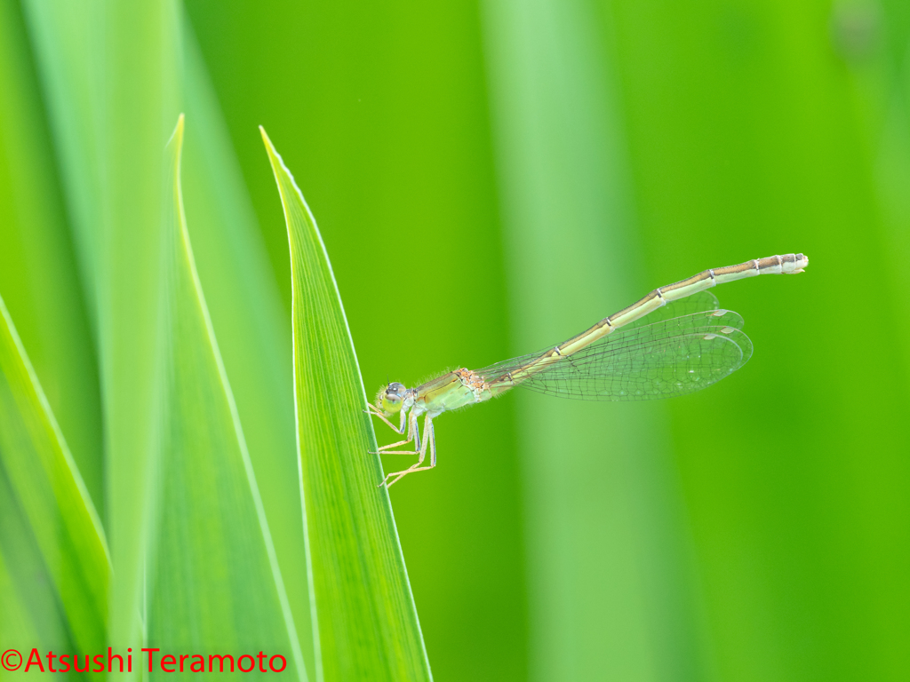 アジアイトトンボ♀