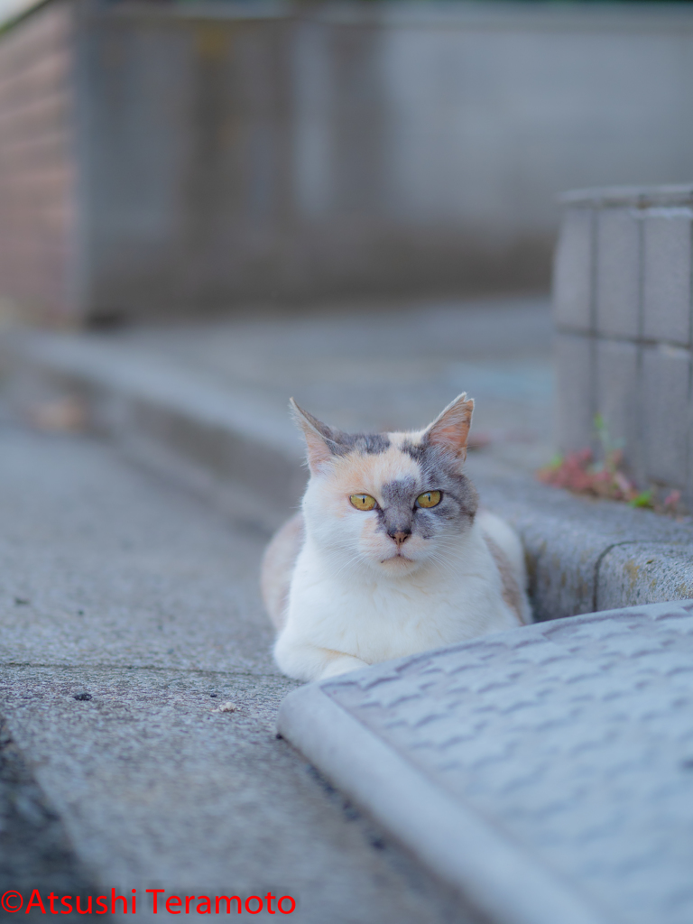 三毛猫（地域猫）