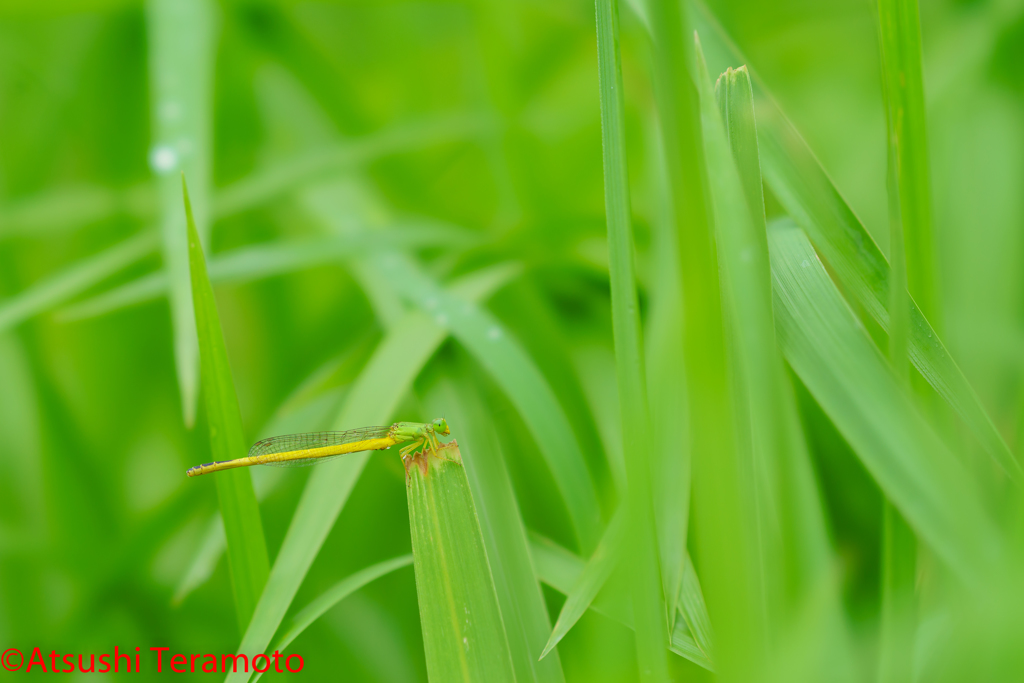 キイトトンボ♂