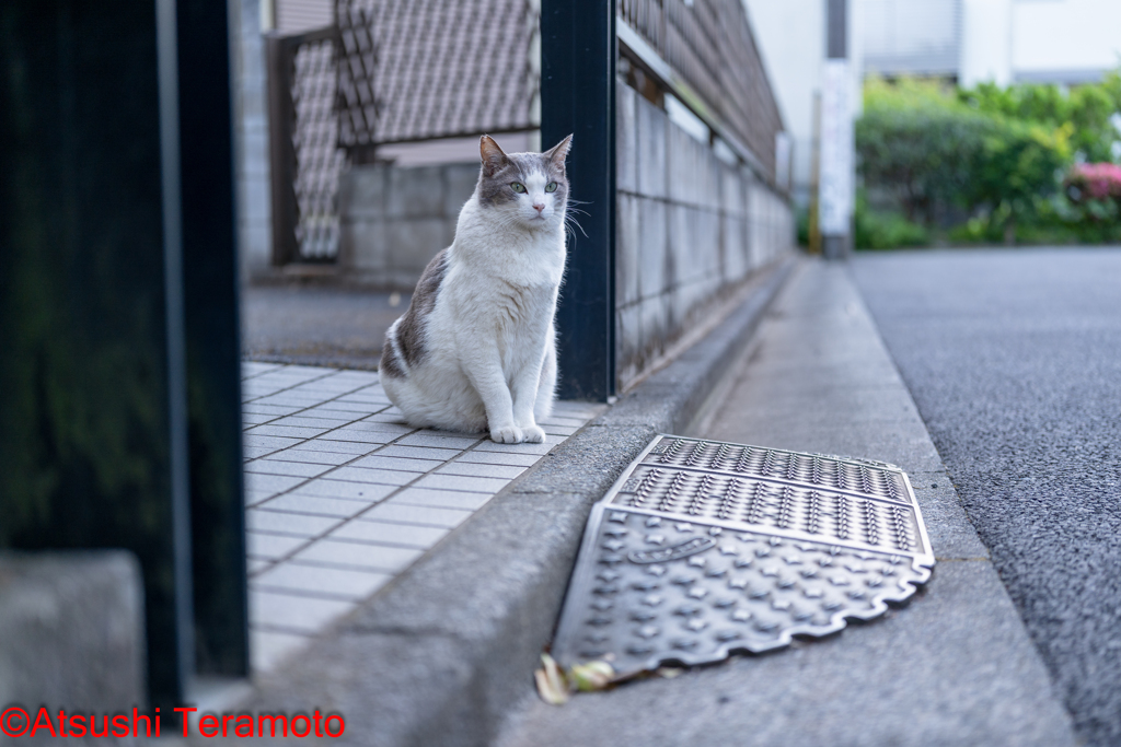 ネコ吉