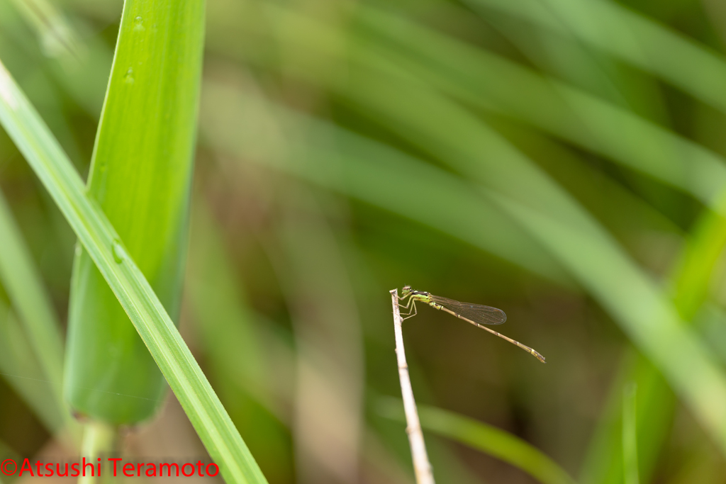 ヒヌマイトトンボ♂