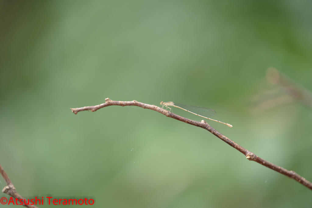 ホソミイトトンボ越冬型♀