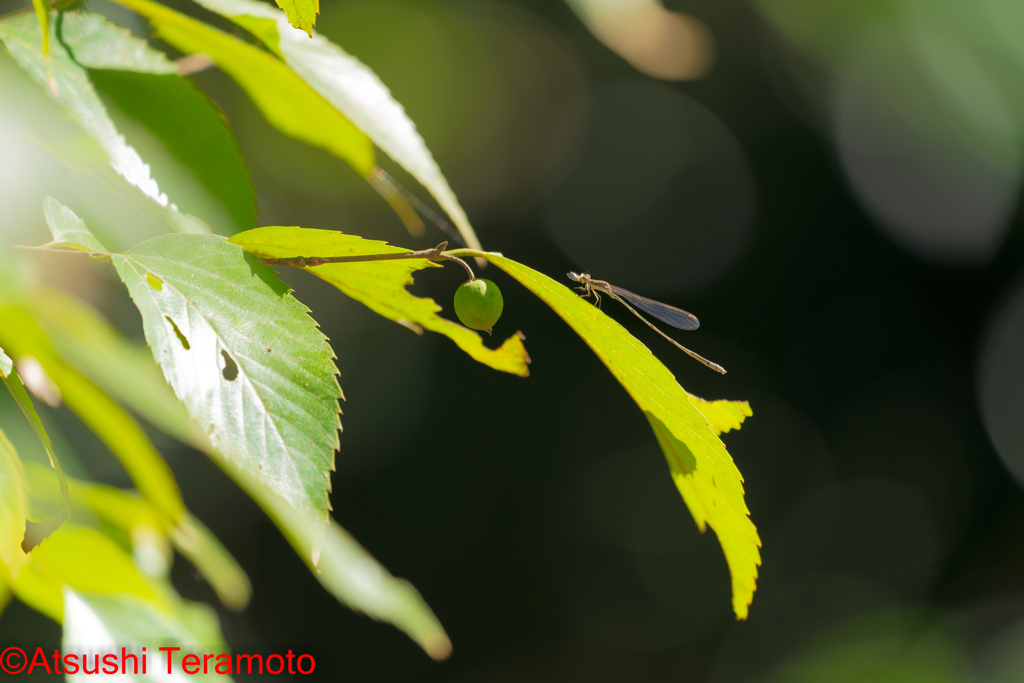 ホソミイトトンボ越冬型♂