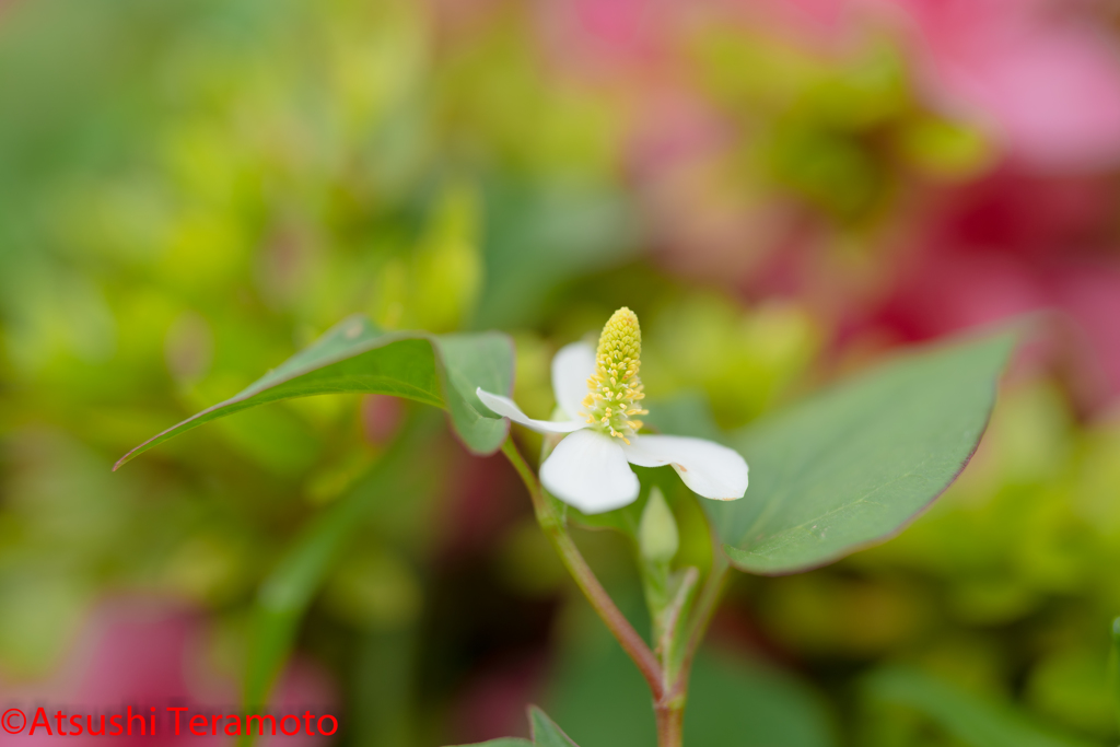 何かと嫌われますが、花はキレイです